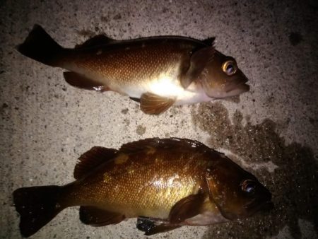 テキサスリグでクロソイ狙い