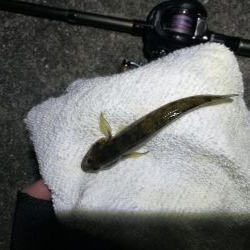 南港ヘチ釣行 (10/06 南港ヘチ釣り キビレチヌ31cm、ガシラ、シーバス、ハゼ 釣果有り)