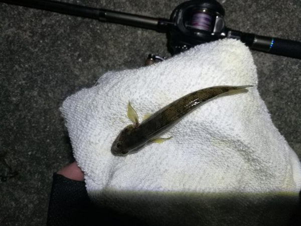 南港ヘチ釣行 (10/06 南港ヘチ釣り キビレチヌ31cm、ガシラ、シーバス、ハゼ 釣果有り)