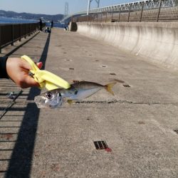 一年ぶりのアジュール