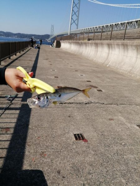 一年ぶりのアジュール