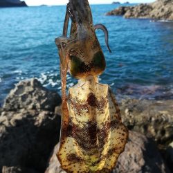 アオリイカ探して