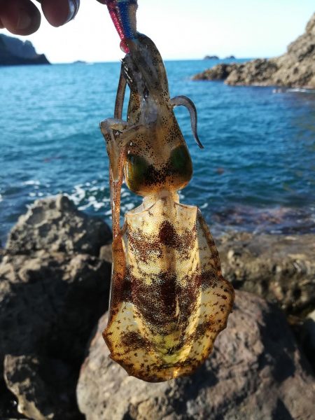 アオリイカ探して