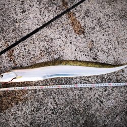 ロッド鱗つけで太刀魚 沖縄 ショアジギング タチウオ 陸っぱり 釣り 魚釣り 釣果情報サイト カンパリ