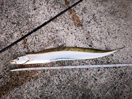 ロッド鱗つけで太刀魚