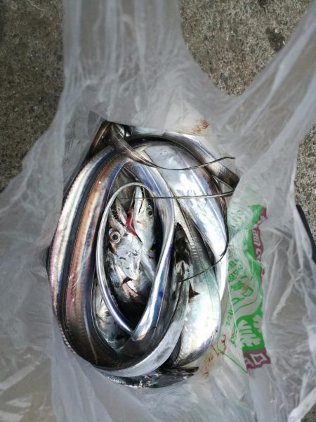 【釣り】南港釣行 （10/14 台風後の南…