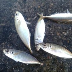 アジング　朝マズメ