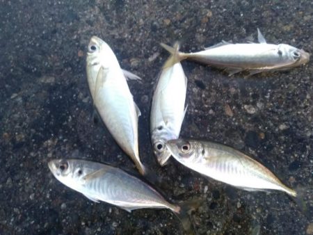 アジング　朝マズメ