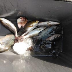 グレ釣れてる・・