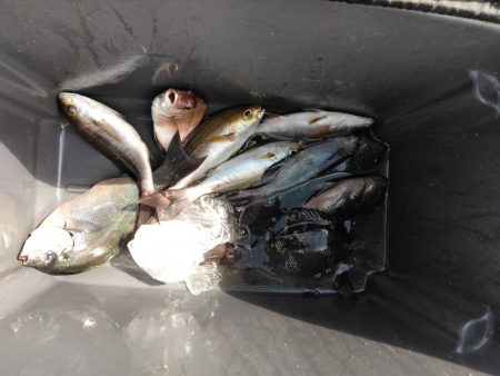 グレ釣れてる・・