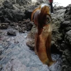 アオリイカ探して