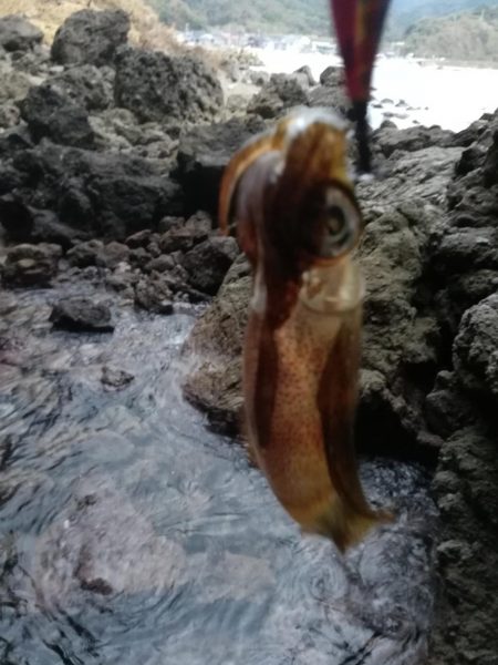 アオリイカ探して