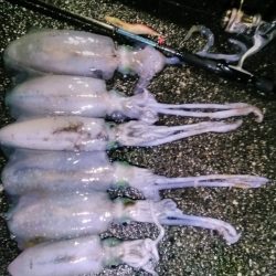 エギング 回遊狙いで良型