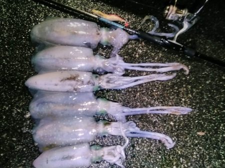 エギング 回遊狙いで良型