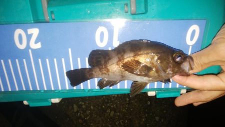 ワインドとアジング