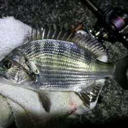 南港へち釣行 （10/20 久々の南港ヘチ釣り 真チヌ47.5cm、キビレチヌ、ガシラ 釣果有り）