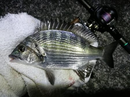 南港へち釣行 （10/20 久々の南港ヘチ釣り 真チヌ47.5cm、キビレチヌ、ガシラ 釣果有り）