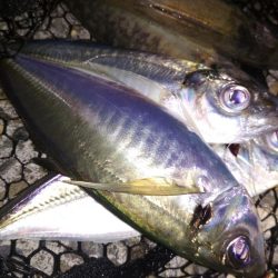 アジ鯵アジ鯵アジ鯵アジ