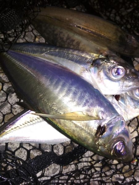 アジ鯵アジ鯵アジ鯵アジ