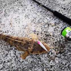 久しぶりの釣果です。