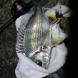 南港へち釣行 （10/24 雨前に南港ヘチ釣り キビレチヌ44cm、真チヌ 釣果有り）