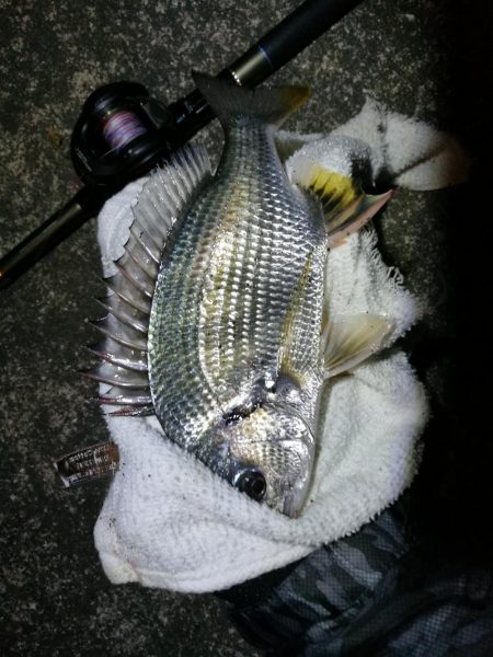 南港へち釣行 （10/24 雨前に南港ヘチ釣り キビレチヌ44cm、真チヌ 釣果有り）