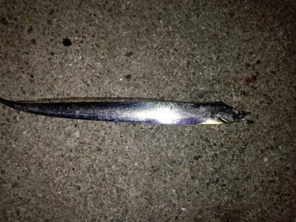 タチウオ 計9本 でもほとんどベルトサイズ しかも1本は尻尾なし