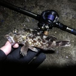 南港へち釣行 （10/26 雨あとの南港ヘチ釣り キビレチヌ42cm、ガシラ、アジ 釣果有り）