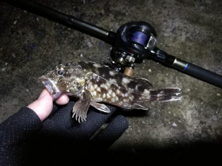 南港へち釣行 （10/26 雨あとの南港ヘチ釣り キビレチヌ42cm、ガシラ、アジ 釣果有り）