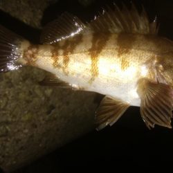 ワインドとアジング