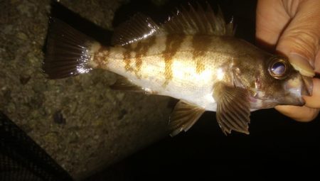 ワインドとアジング