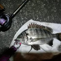 南港へち釣行 (10/27 南港ヘチ釣り 真チヌ30cm、キビレチヌ 釣果有り)