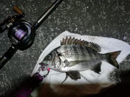南港へち釣行 （10/27 南港ヘチ釣り …