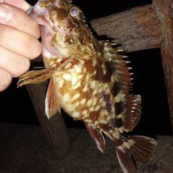 いい釣りでした