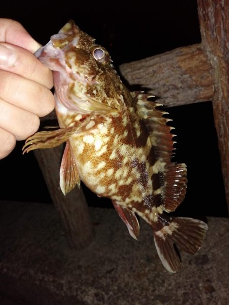 いい釣りでした