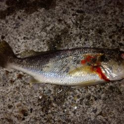 見たこともない魚が？