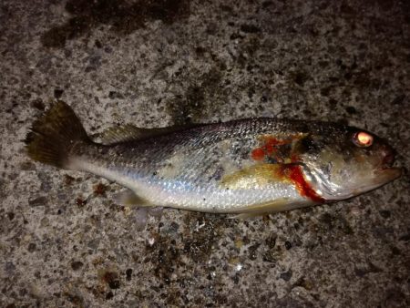 見たこともない魚が？