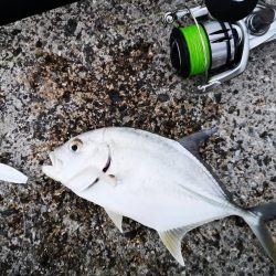 プラグでは無反応、ジャックアイでギンガメアジ