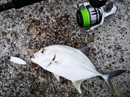 プラグでは無反応、ジャックアイでギンガメアジ