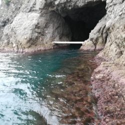 アオリイカ探して