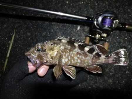 南港へち釣行 （10/30 南港ヘチ釣り キビレチヌ39cm、ガシラ 釣果有り）