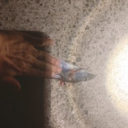 トゥリーフィンガーは持ち帰りも激シブ！