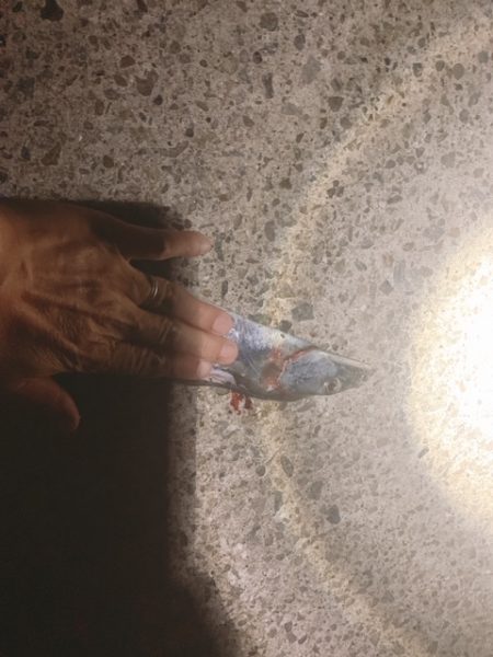 トゥリーフィンガーは持ち帰りも激シブ！