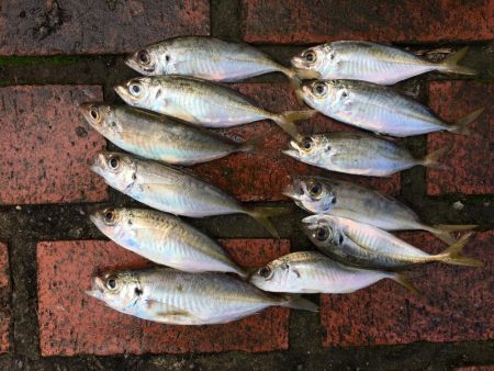 アジ12匹、メッキ1匹