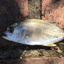 スズキ55㎝、アジ大漁