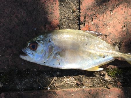 スズキ55㎝、アジ大漁