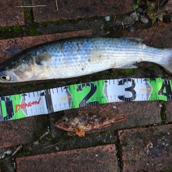 アジ24匹（~26㎝）、ボラ、ガシラ