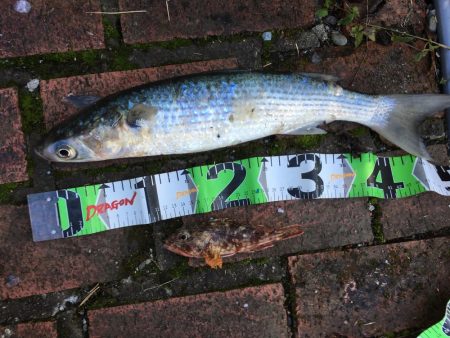 アジ24匹（~26㎝）、ボラ、ガシラ