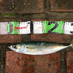 アジ、セイゴ、サバ、タイ