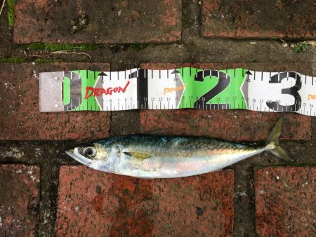 アジ、セイゴ、サバ、タイ